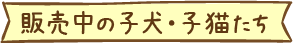 販売中の子犬・子猫たち