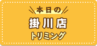 本日の掛川店トリミング